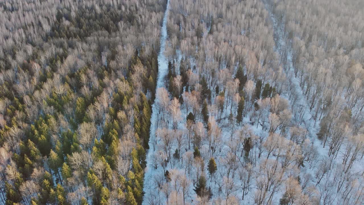 鸟瞰图冬季全景与积雪森林在大雪视频素材