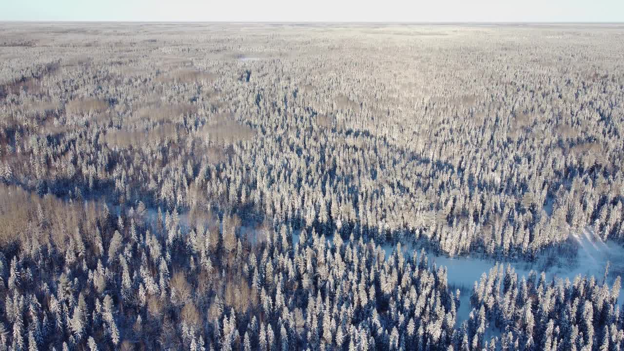 在冬天的一天，无人机从积雪覆盖的树木和森林中间的道路鸟瞰图。针叶林或西伯利亚冬季茂密的森林，4K全景视频素材