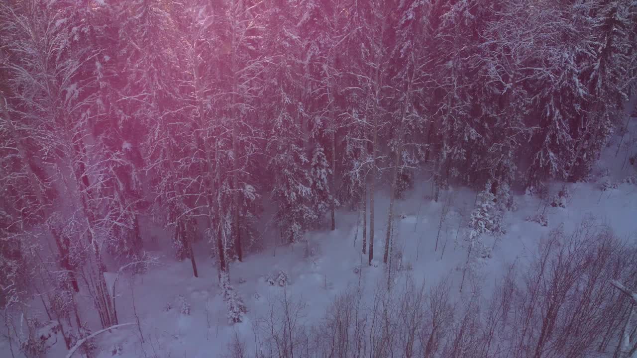 在冬天的一天，无人机从积雪覆盖的树木和森林中间的道路鸟瞰图。针叶林或西伯利亚冬季茂密的森林，4K全景视频素材