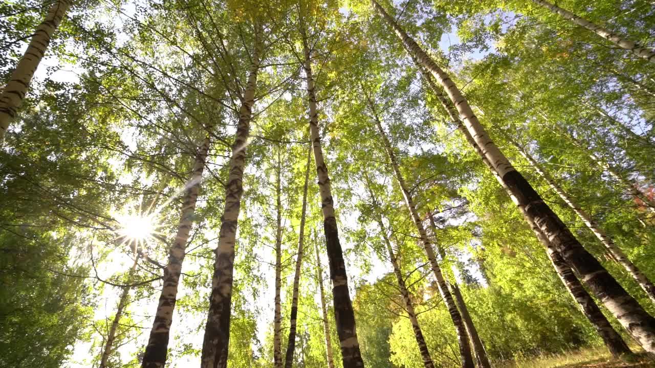 美丽的日出太阳阳光明媚的春天针叶林。阳光透过森林景观的树林。视频素材