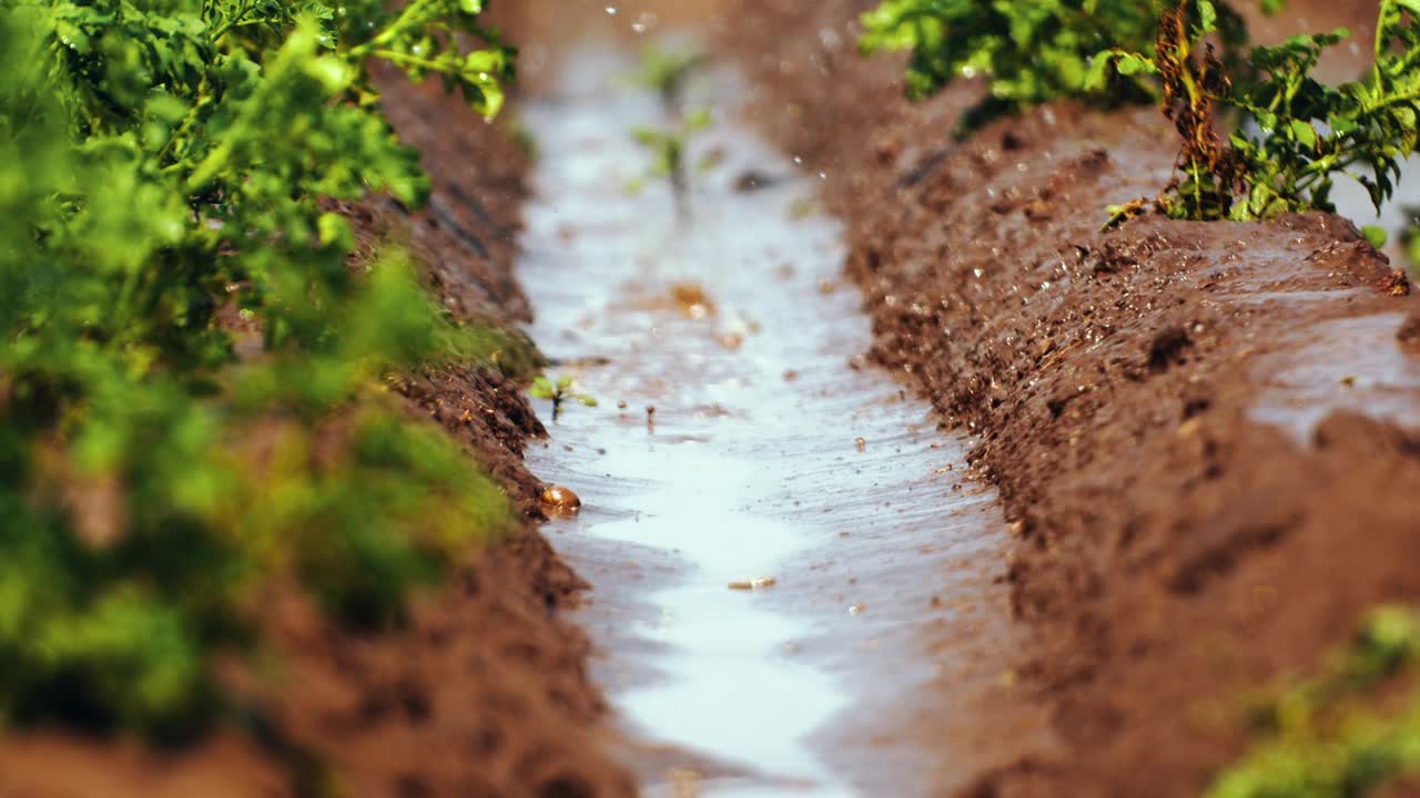 种植土豆的农田渐渐变得潮湿视频下载