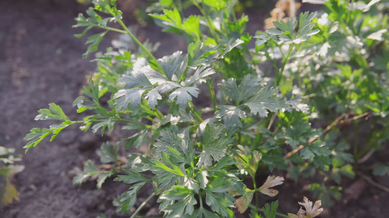 花园的花坛上长着一串串的欧芹。用于色拉和其他菜肴的新鲜香草。农场种植的有机产品视频素材