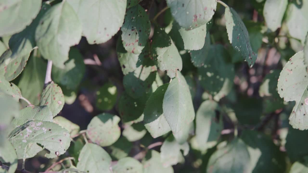 生病的李子叶子。庄稼被害虫糟蹋了。果树的叶子受到疾病和昆虫的影响视频素材