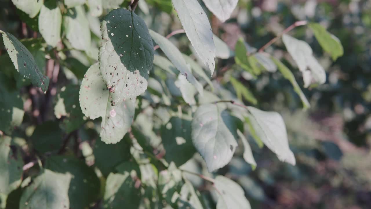 李子树芽孢杆菌病或针孔脓疱斑病。果树真菌病害在农业中的应用示范视频素材