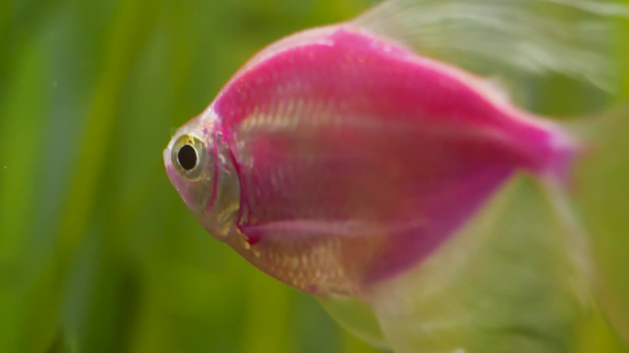 粉红色荧光鱼在家庭水族馆游泳视频素材