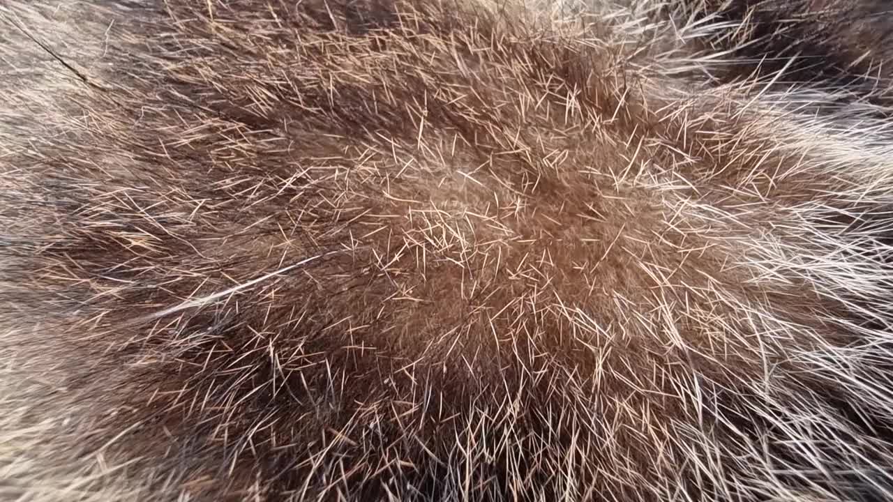 清晨，一只传统的泰国猫躺在阳台前的木椅上。视频素材