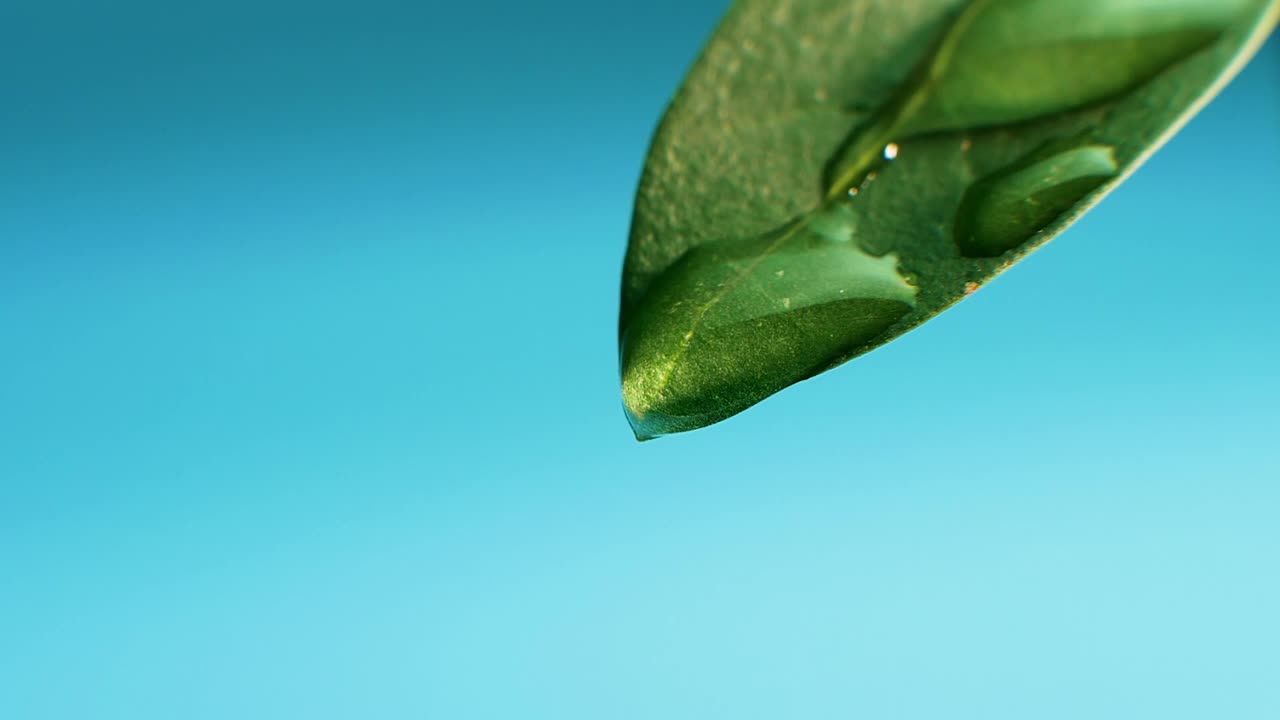 蓝色背景上绿色花瓣上的一滴水的微距镜头。叶面晨露视频素材