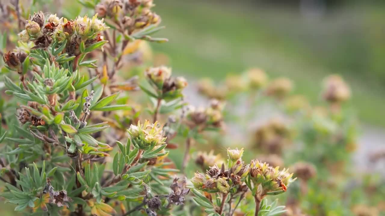 加拿大阿尔伯塔省荒野中秋天的野花。在旱季自然界开花。秋天宁静的风景。视频素材