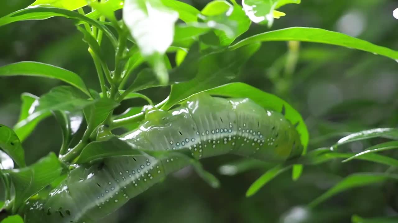 绿色的毛虫吃白色的花从茂盛的树在一个美丽的晴朗的天空。夏季的自然和环境背景视频素材