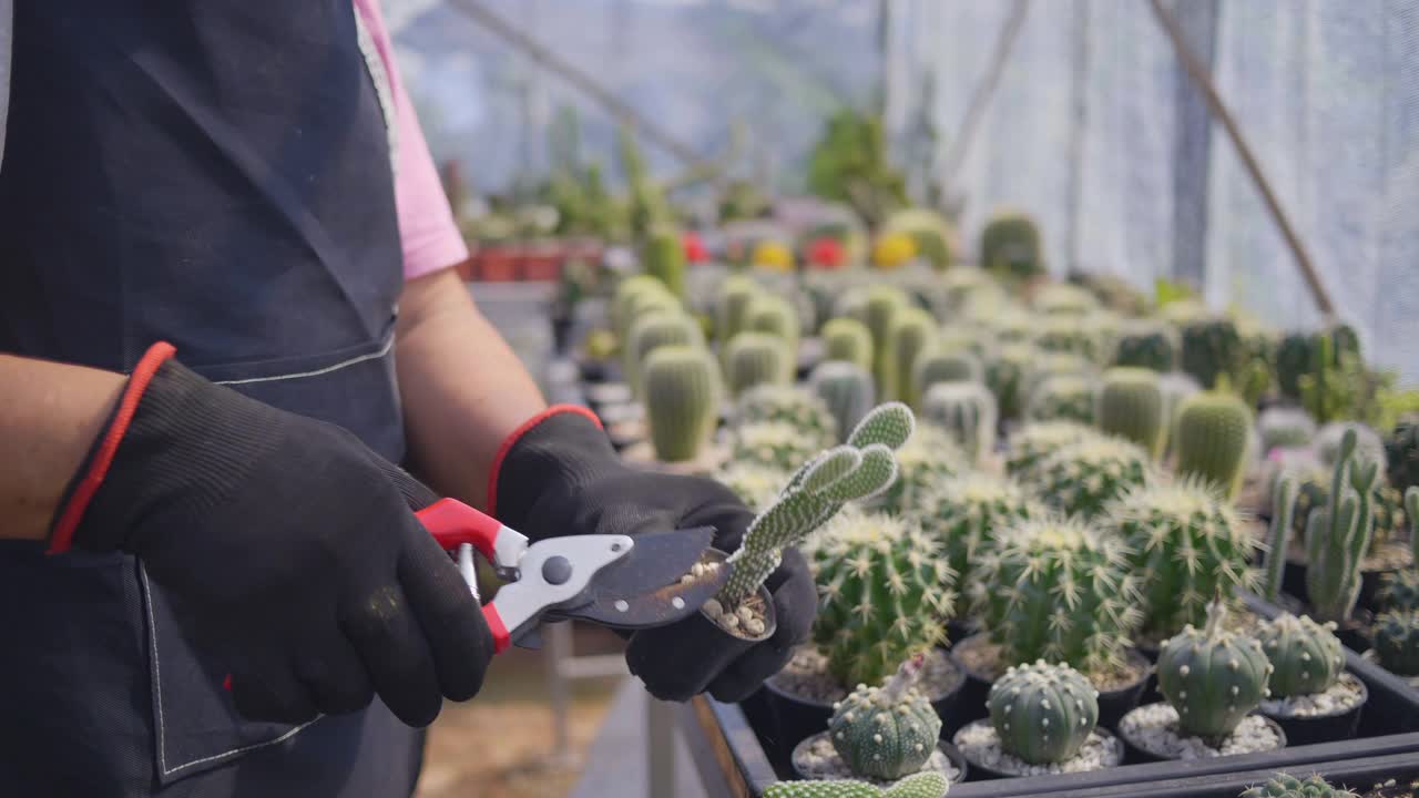 亚洲美女在她的室内花园种植植物。拿着盆栽仙人掌的女人视频素材