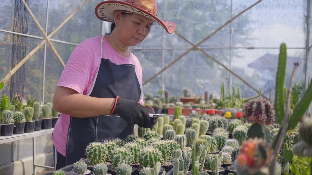 亚洲高级美女在她的室内花园种植植物。拿着盆栽仙人掌的女人视频素材