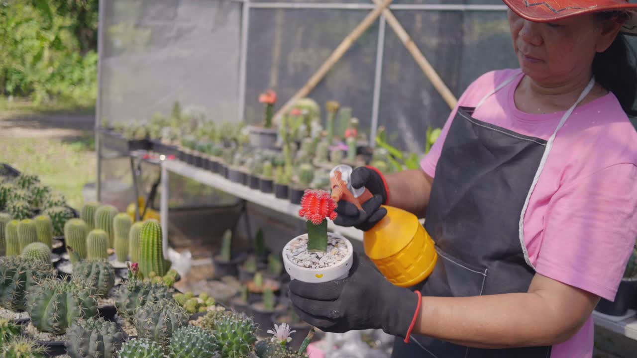 亚洲高级美女在她的室内花园种植植物。一个女人拿着一盆仙人掌往他身上喷水。视频素材