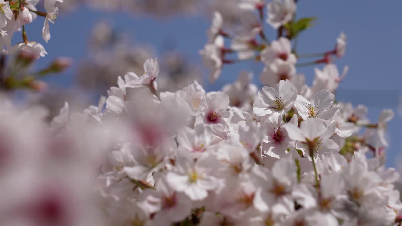 视频中，一枝盛开的樱花与美丽的前方散景。视频素材