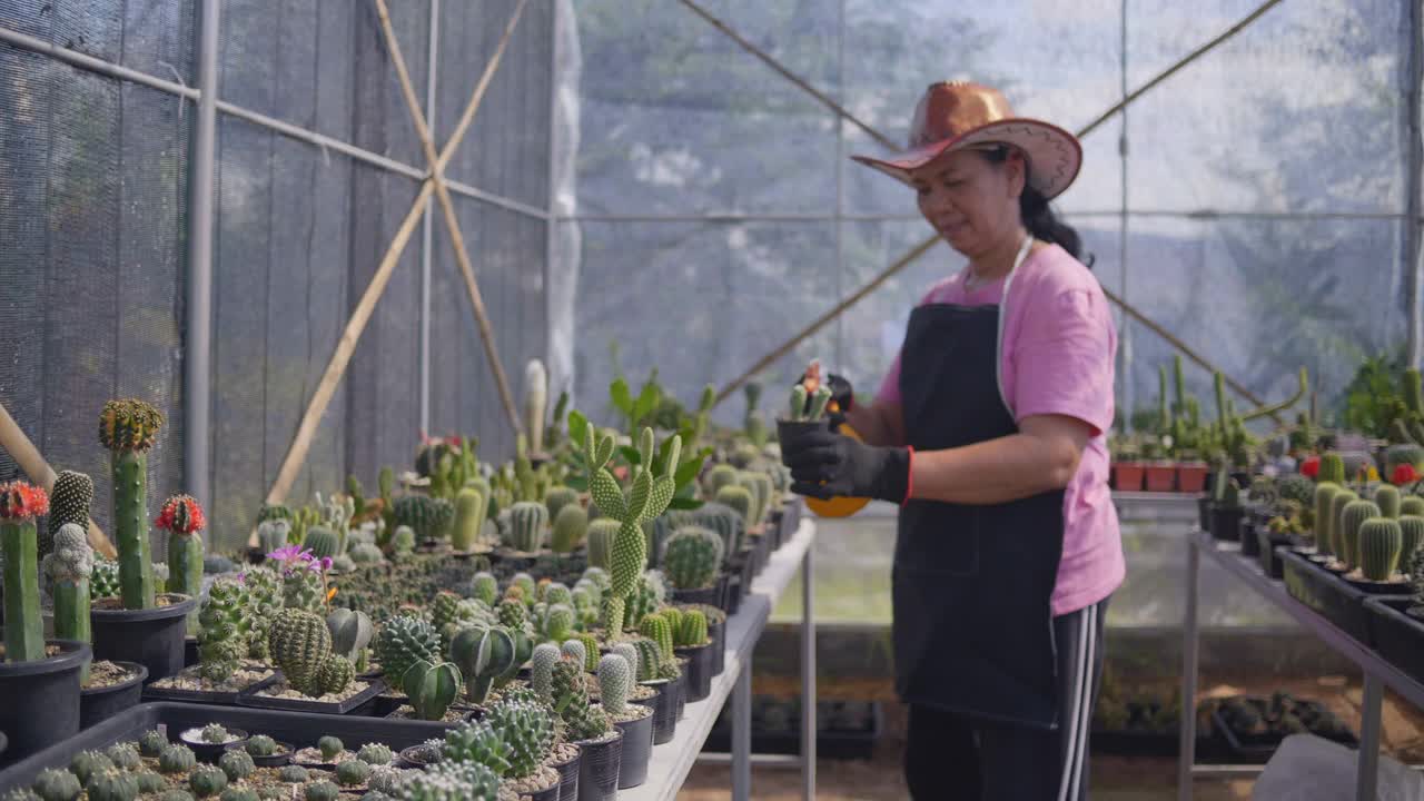 亚洲高级美女在她的室内花园种植植物。一个女人拿着一盆仙人掌往他身上喷水。视频素材