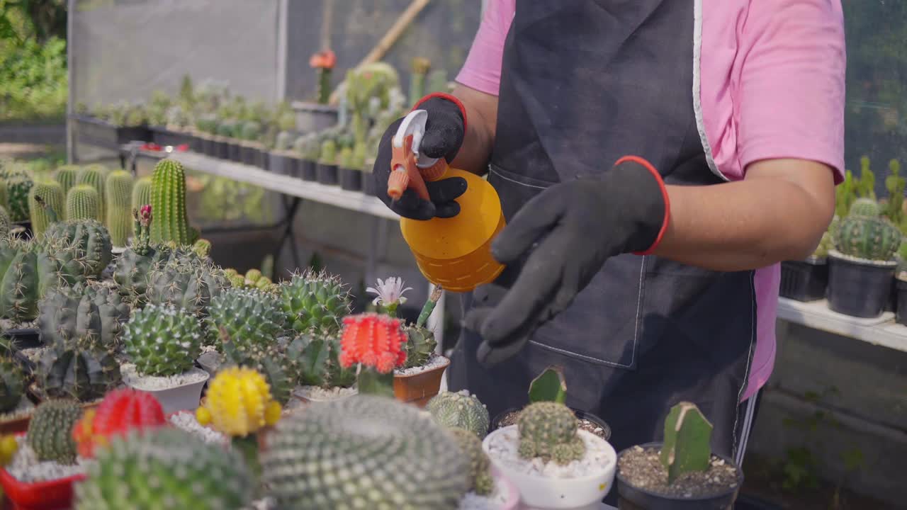 亚洲高级美女在她的室内花园种植植物。一个女人拿着一盆仙人掌往他身上喷水。视频素材