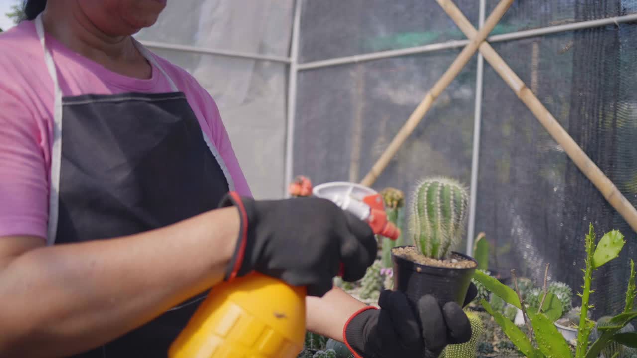 亚洲高级美女在她的室内花园种植植物。一个女人拿着一盆仙人掌往他身上喷水。视频素材