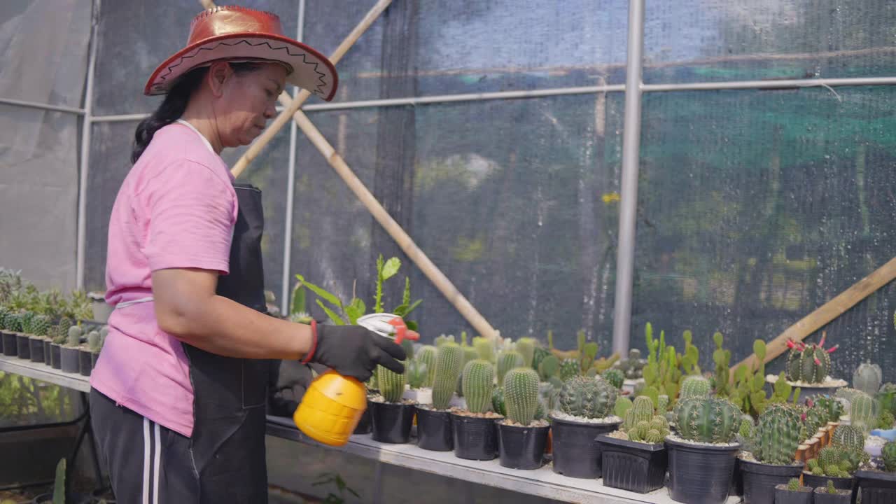 亚洲美女在她的室内花园种植植物。一个女人拿着一盆仙人掌往他身上喷水。视频素材