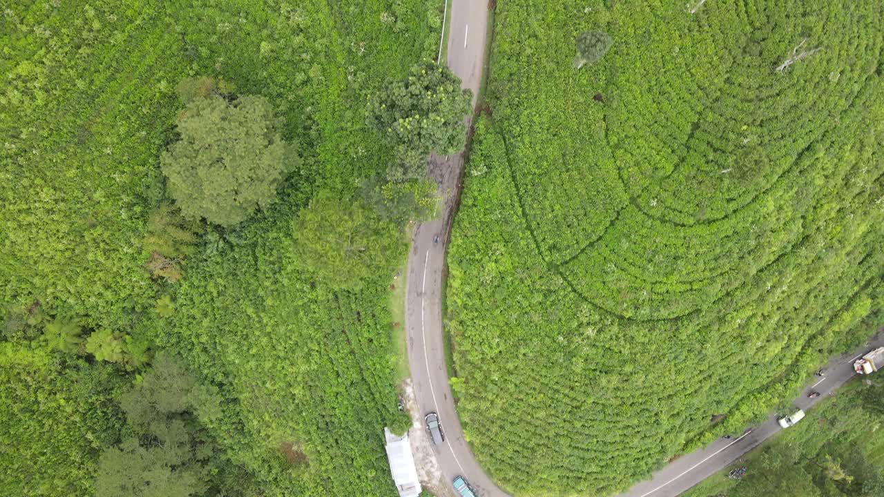 印度尼西亚可木宁茶园中心道路的鸟瞰图视频素材