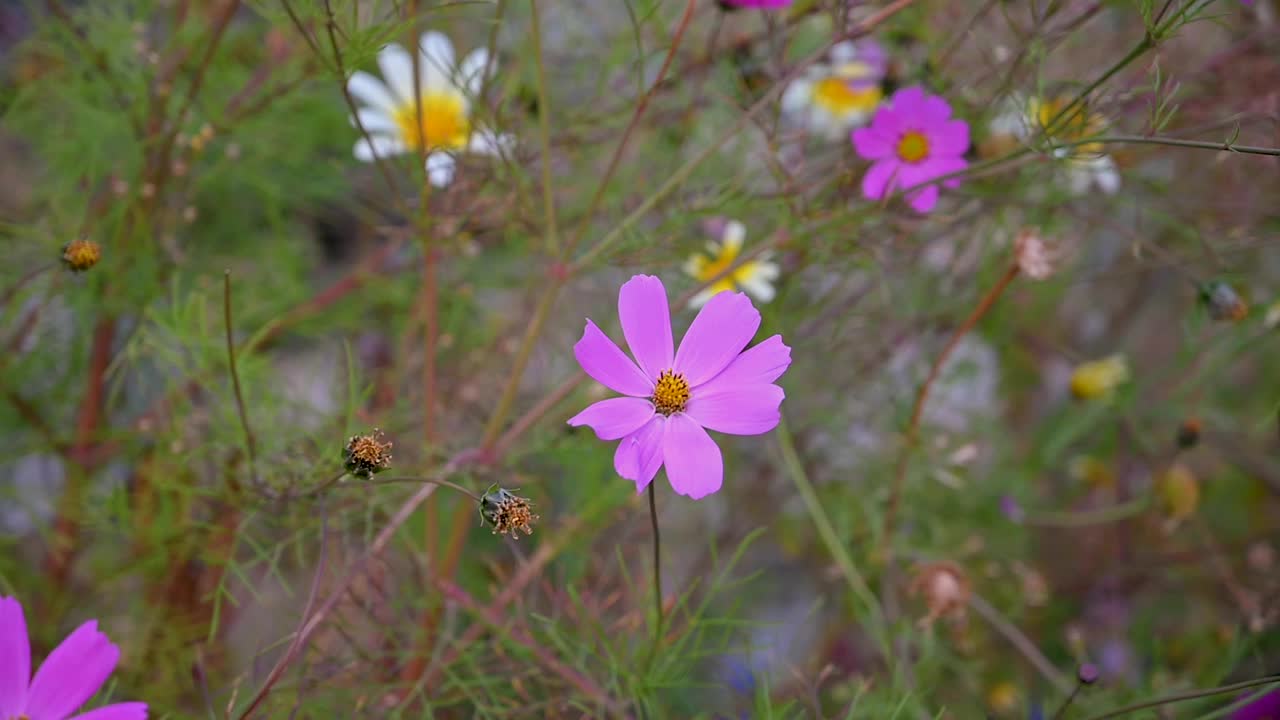 野花和植物在风中摇曳视频素材