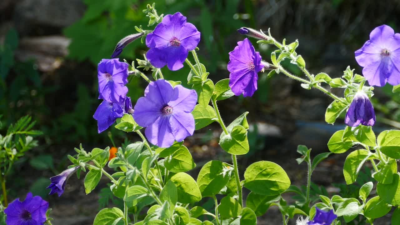 紫色矮牵牛花的特写视频素材