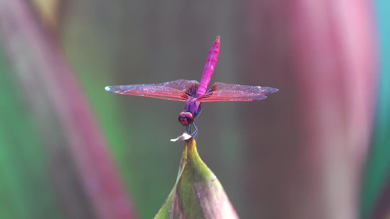 红色蜻蜓鳄鱼的红斑表演平衡从一个小尖分枝，在自然的绿色背景和充分的翅膀视频素材