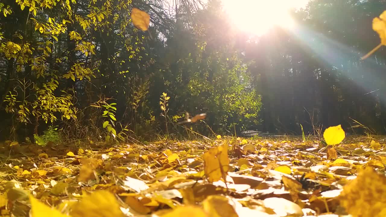 秋天的白桦林里，树叶在阳光下飘落。慢动作视频。视频素材