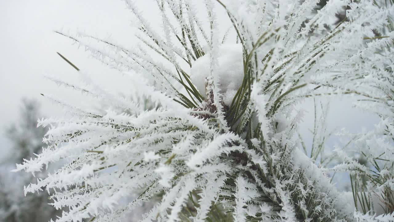 冬季景观与冰雪覆盖的冷杉树在山区森林视频素材