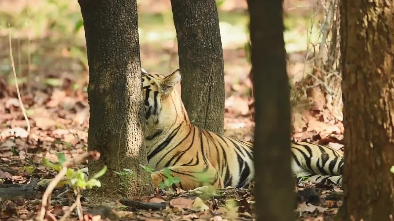 印度中央邦bandhavgarh国家公园或老虎保护区的野生雄性孟加拉虎的特写镜头视频素材