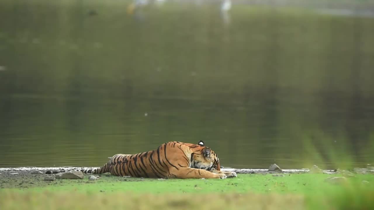 在印度拉贾斯坦邦的ranthambore国家公园或老虎保护区的rajbagh湖风景优美的草地上休息的野生孟加拉母虎或雌虎的完整照片视频素材