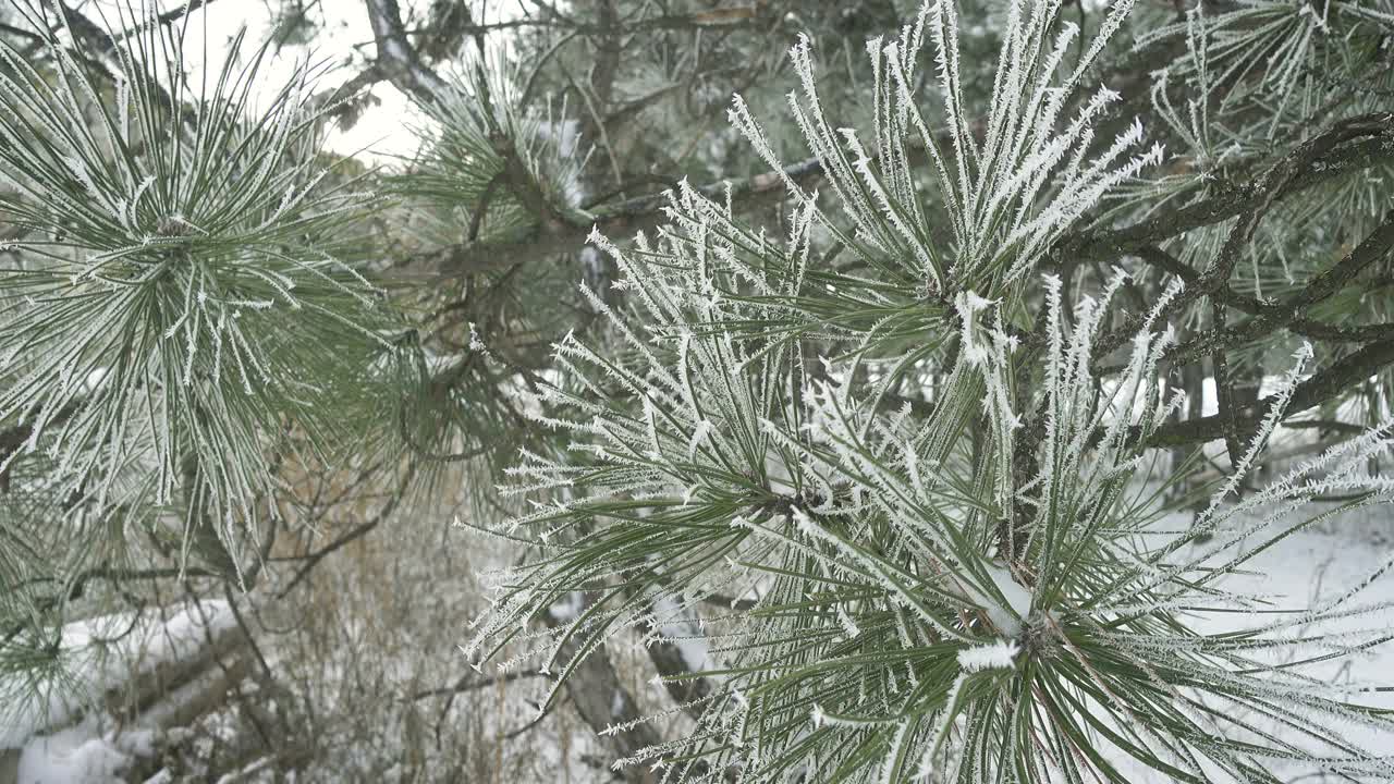 冬季景观与冰雪覆盖的冷杉树在山区森林视频素材