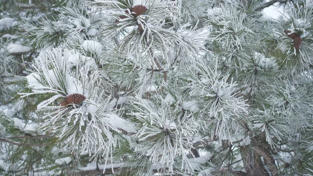 冬季景观与冰雪覆盖的冷杉树在山区森林视频素材