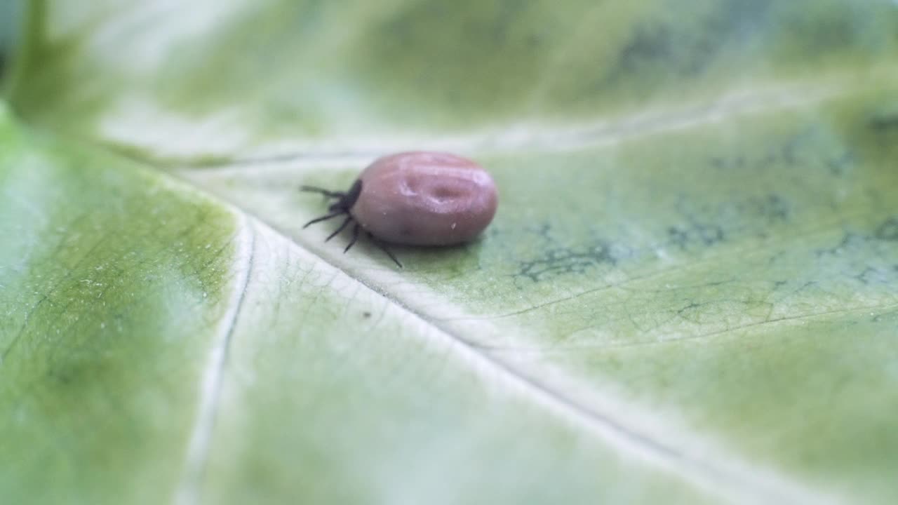 一种危险的寄生虫和传染病携带者螨坐在绿色的叶子上视频素材