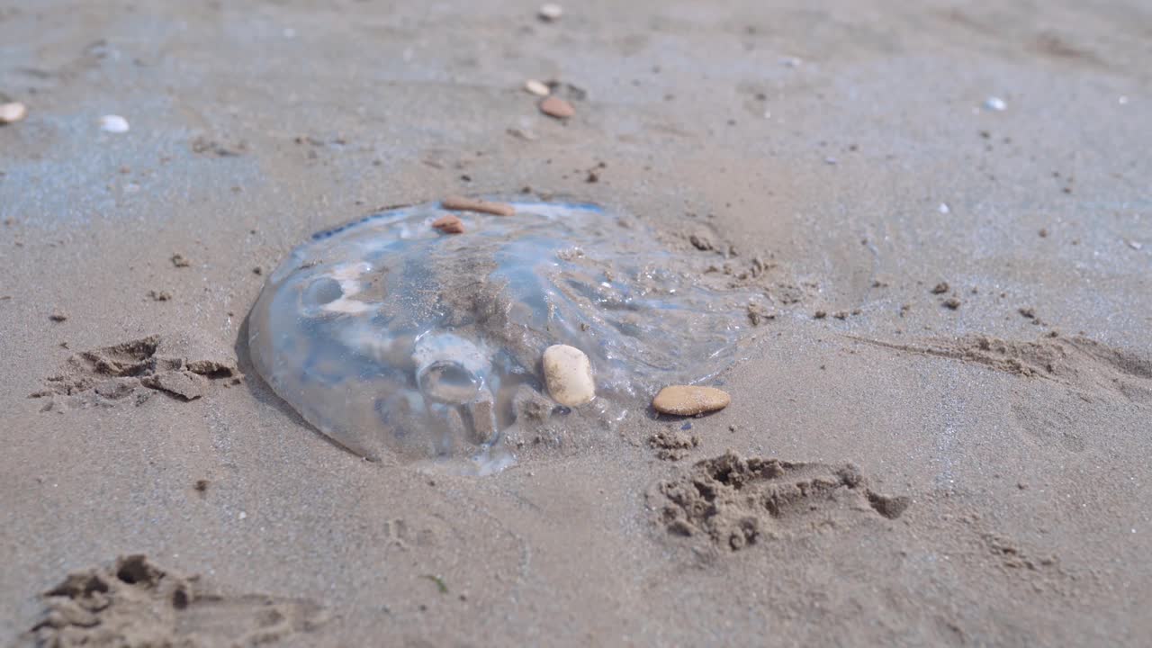 有毒的死水母躺在沙滩上，危险的水下美杜莎因全球气候变化而入侵海岸，海洋动物因全球变暖而灭绝视频素材