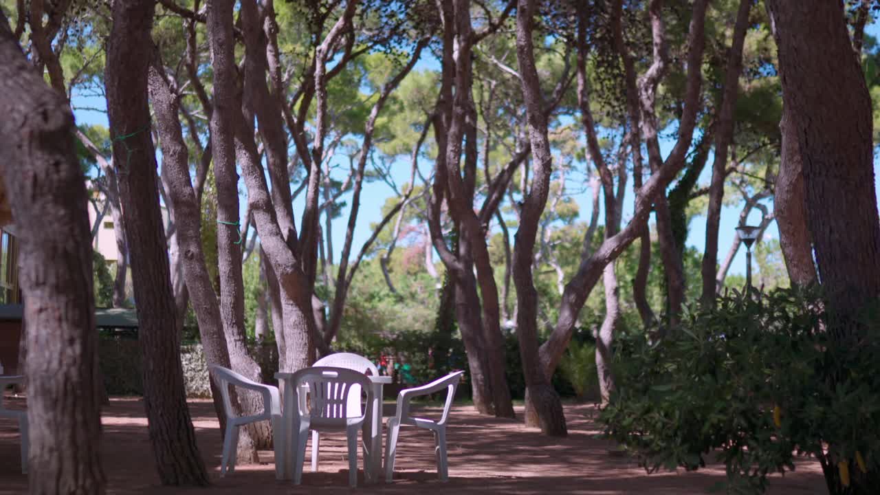 夏季公园与美丽的高大松树生长在晴朗的蓝天背景。不同形状的老松树装饰着自然公园，保护人们免受阳光直射和皮肤伤害视频素材