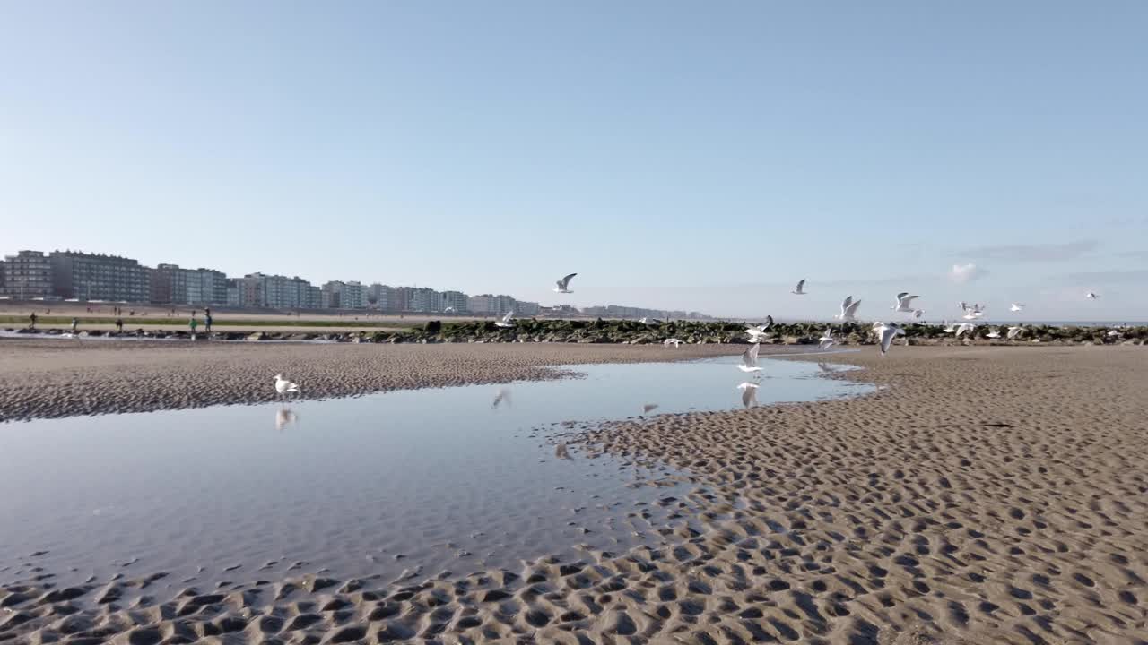 海滩上飞翔的海鸥视频素材