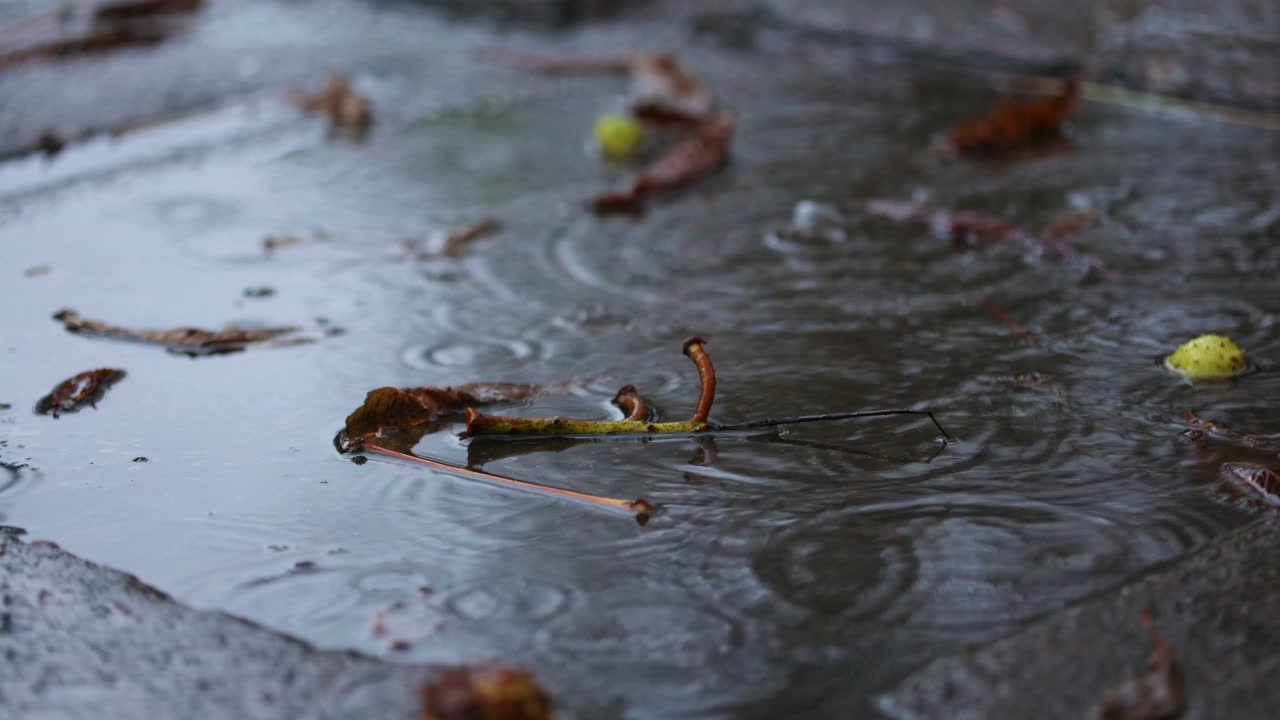 雨点落在黄色枫叶的水坑里视频素材