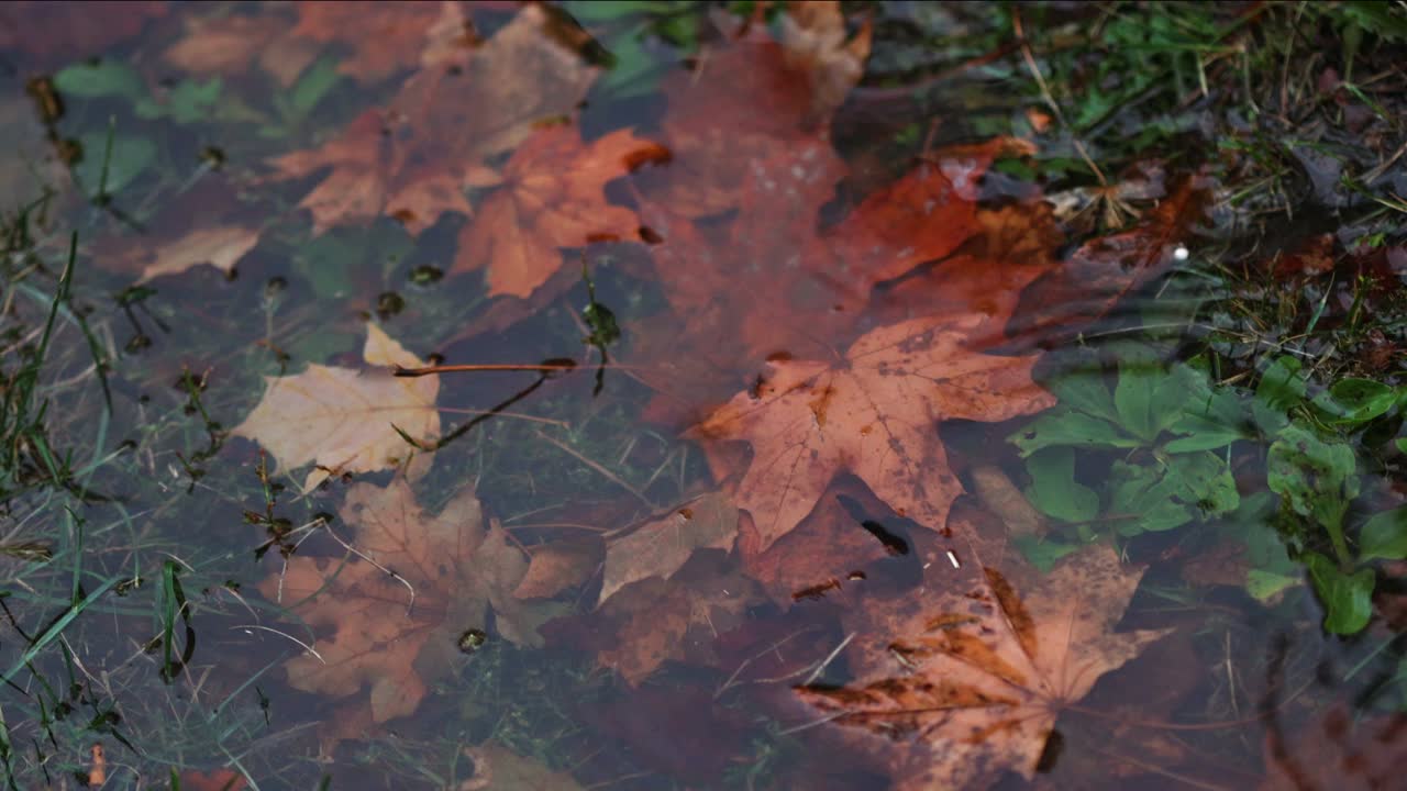 雨点落在黄色枫叶的水坑里视频素材