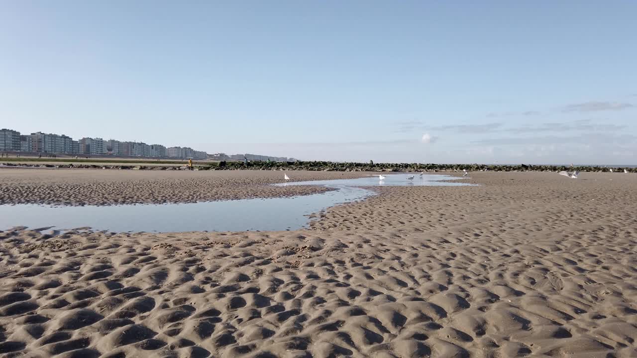 海滩上飞翔的海鸥视频素材