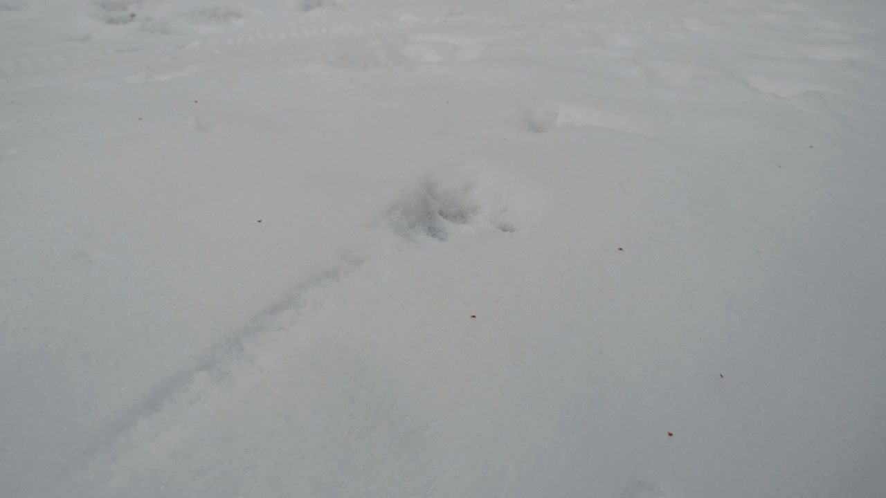 在雪地上留下的狗印，动物足迹。森林里雪地上狼的踪迹。带有动物足迹的冬季森林。清洁和霜冻的白天视频素材