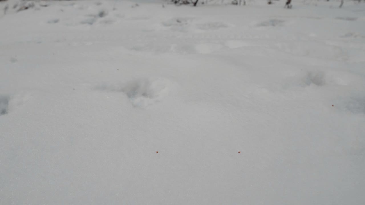 在雪地上留下的狗印，动物足迹。森林里雪地上狼的踪迹。带有动物足迹的冬季森林。清洁和霜冻的白天视频素材