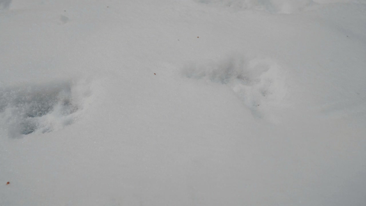 在雪地上留下的狗印，动物足迹。森林里雪地上狼的踪迹。带有动物足迹的冬季森林。清洁和霜冻的白天视频素材