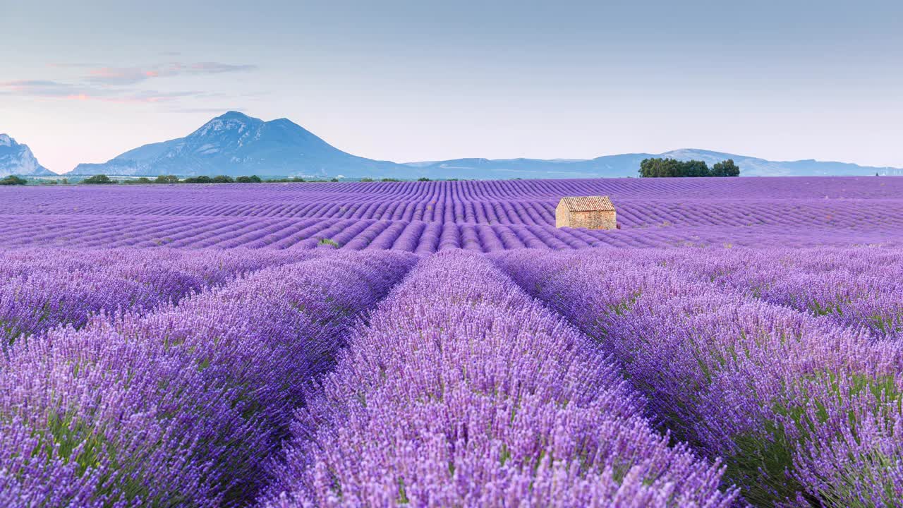 普罗旺斯薰衣草田的时光流逝，Provence-Alpes-Côte d’azur，法国视频素材