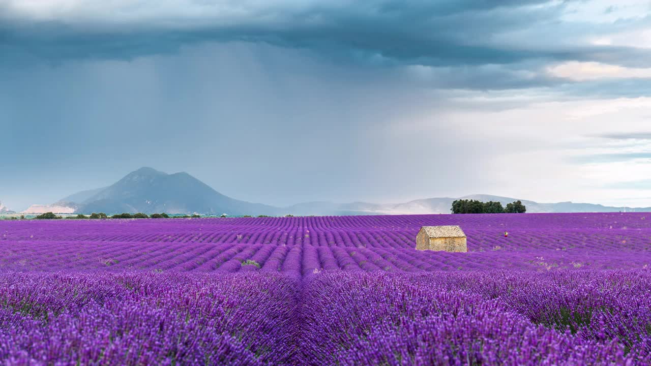 普罗旺斯薰衣草田的时光流逝，Provence-Alpes-Côte d’azur，法国视频素材