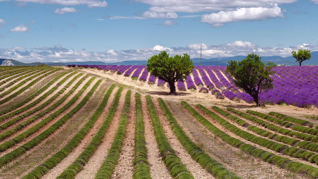 普罗旺斯薰衣草田的时光流逝，Provence-Alpes-Côte d’azur，法国视频素材