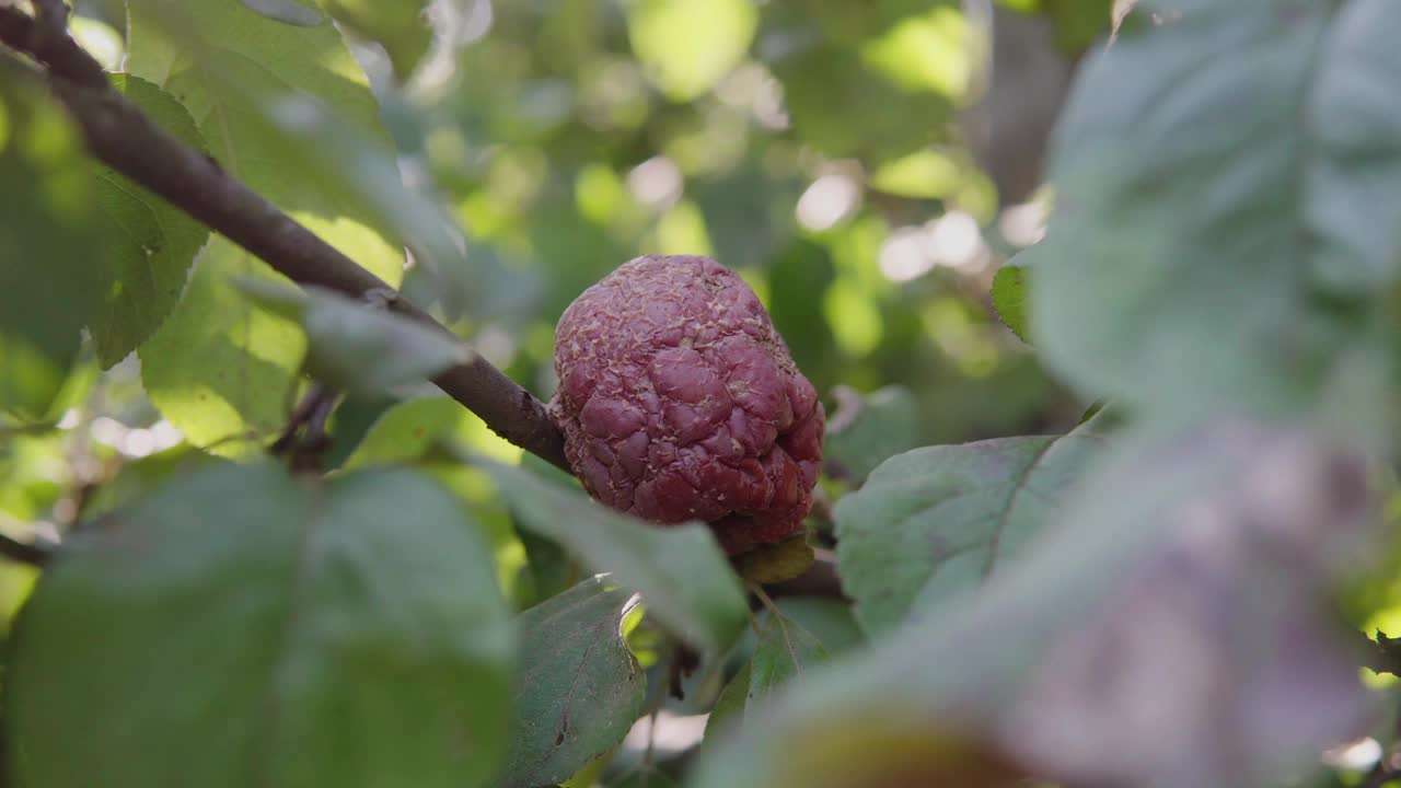 在私人花园里，一棵病苹果树的树枝上，腐烂的苹果果实视频素材