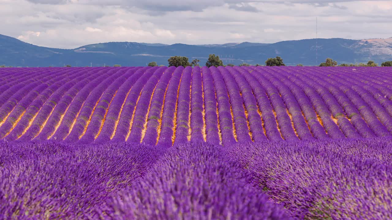 普罗旺斯薰衣草田的时光流逝，Provence-Alpes-Côte d’azur，法国视频素材