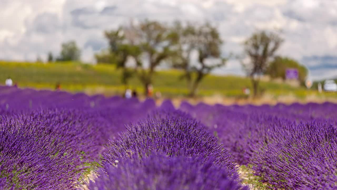 普罗旺斯薰衣草田的时光流逝，Provence-Alpes-Côte d’azur，法国视频素材