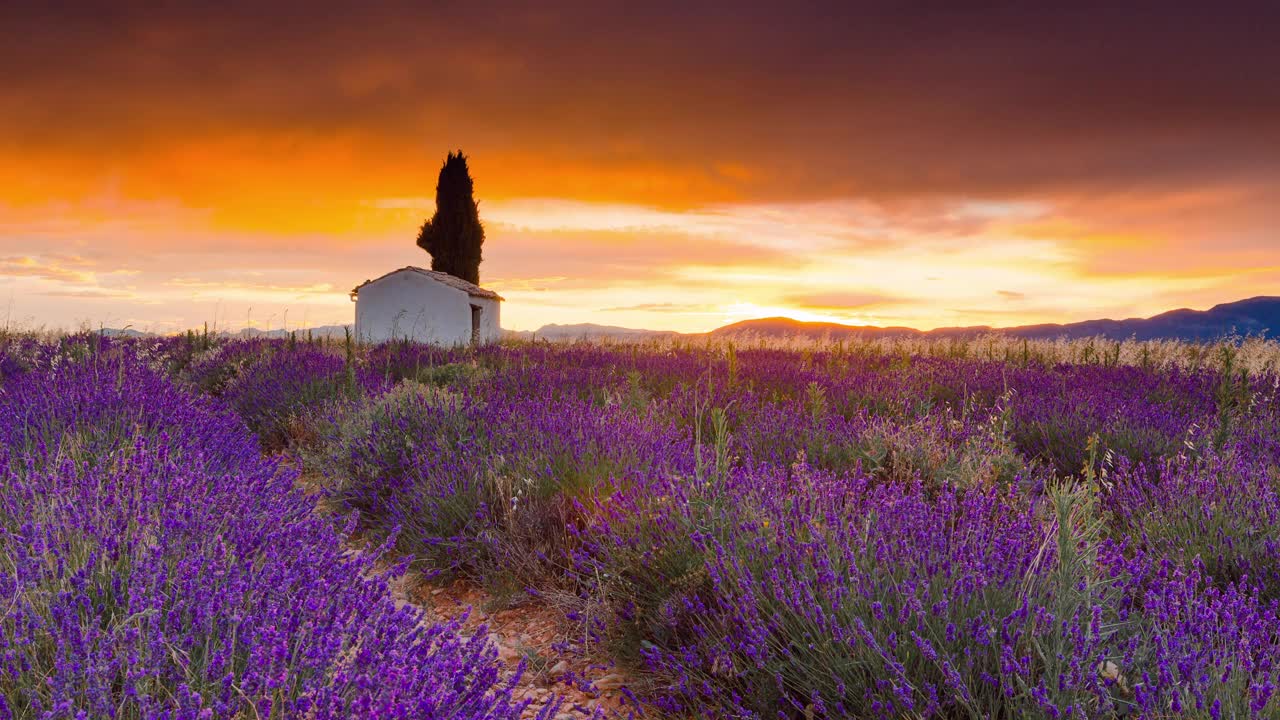 普罗旺斯薰衣草田的时光流逝，Provence-Alpes-Côte d’azur，法国视频素材