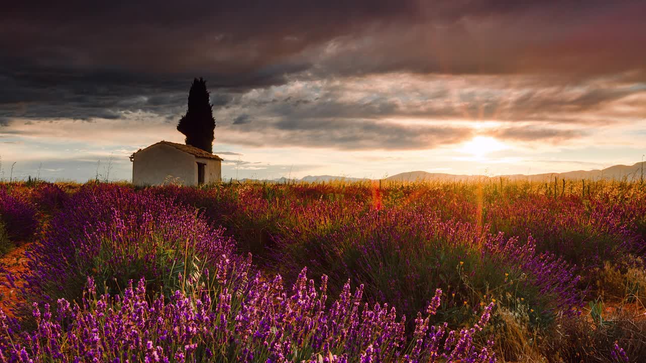 普罗旺斯薰衣草田的时光流逝，Provence-Alpes-Côte d’azur，法国视频素材