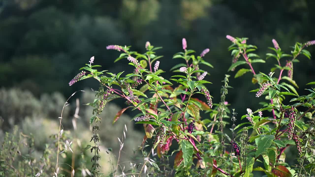 夏季野生植物视频素材